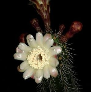 Meet your Posher, Connie